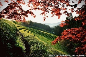 Boseong Green Tea Field (보성 녹차밭)