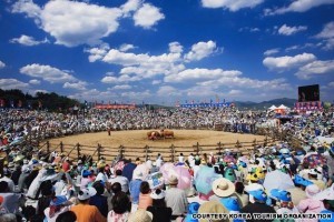 Cheongdo Bull Fighting Festival (청도 소싸움 축제)
