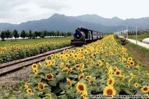 Seomjin River Train Village (섬진강 기차마을)