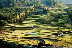 Terraced Fields, Hamyang (함양 다락논)