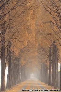 Nami Island (남이섬)