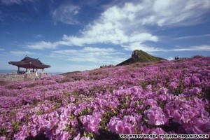 Royal Azalea Festival, Hwangmae Mountain (황매산 철쭉축제)