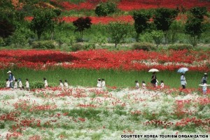 Poppy Garden, Simhak Mountain, Paju (파주 심학산 꽃밭)