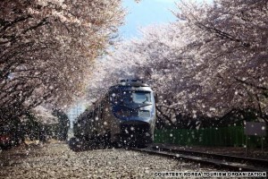 Kyeong-Wha Station, Jinhae (진해 경화역)