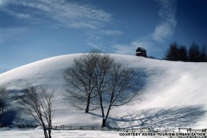 Daegwallyeong Ranch (대관령 양떼목장)