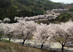 Cheongpunghoban