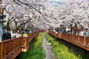 Jinhae festival