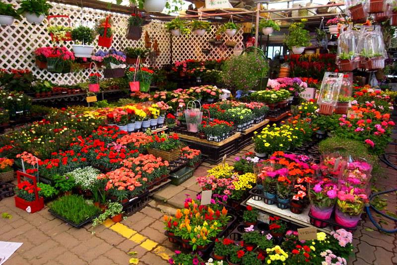 Piata de Flori Yangjae, cea mai mare piata de flori din Coreea
