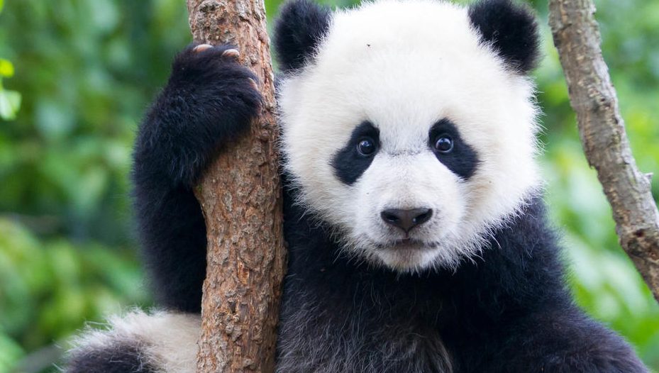 Un filmuleț cu un pui panda adorabil, de la o grădină zoologică de lângă Seul, a devenit viral pe internet
