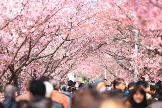 Strada cu flori de cireș din Yeouido, Coreea de Sud este pregătită să primească vizitatori. Nu se organizează festivaluri