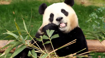 Fu Bao, simpaticul panda gigant, a luat drumul Chinei. Cum și-au luat sud-coreenii la revedere de la el: mesaje și imagini inedite